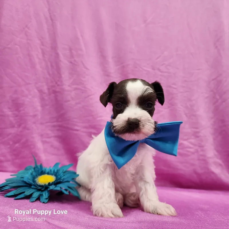 AKC Bonita – Miniature Schnauzer puppy for sale in Shawnee, OK