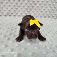 AKC Birdie, a female Miniature Schnauzer for sale in Shawnee, OK – 2 of 6
