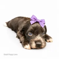 AKC Toy Blossom, a female Miniature Schnauzer for sale in Shawnee, OK – 3 of 5