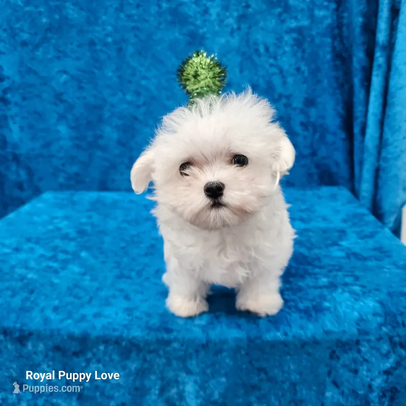 AKC Sprite – Maltese puppy for sale in Shawnee, OK