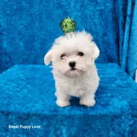 AKC Sprite, a male Maltese for sale in Shawnee, OK – 1 of 5