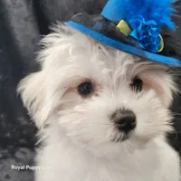 AKC Ziggy, a male Maltese for sale in Shawnee, OK – 3 of 3