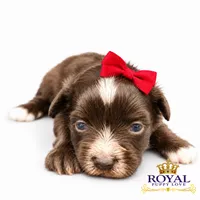AKC Toy Baker, a male Miniature Schnauzer for sale in Shawnee, OK – 4 of 4