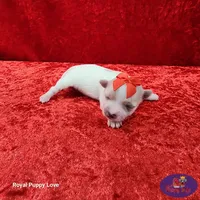 AKC Nita, a female Maltese for sale in Shawnee, OK – 4 of 5