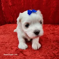 AKC Joaquin, a male Maltese for sale in Shawnee, OK – 4 of 5