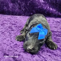 AKC Gerard, a male Miniature Schnauzer for sale in Shawnee, OK – 3 of 3