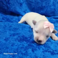 AKC Fefe, a female Maltese for sale in Shawnee, OK – 2 of 4