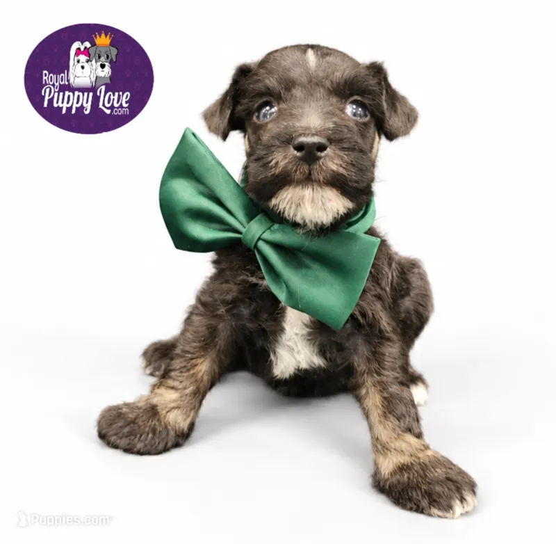 AKC Titus – Miniature Schnauzer puppy for sale in Shawnee, OK