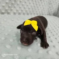 AKC Birdie, a female Miniature Schnauzer for sale in Shawnee, OK – 4 of 6