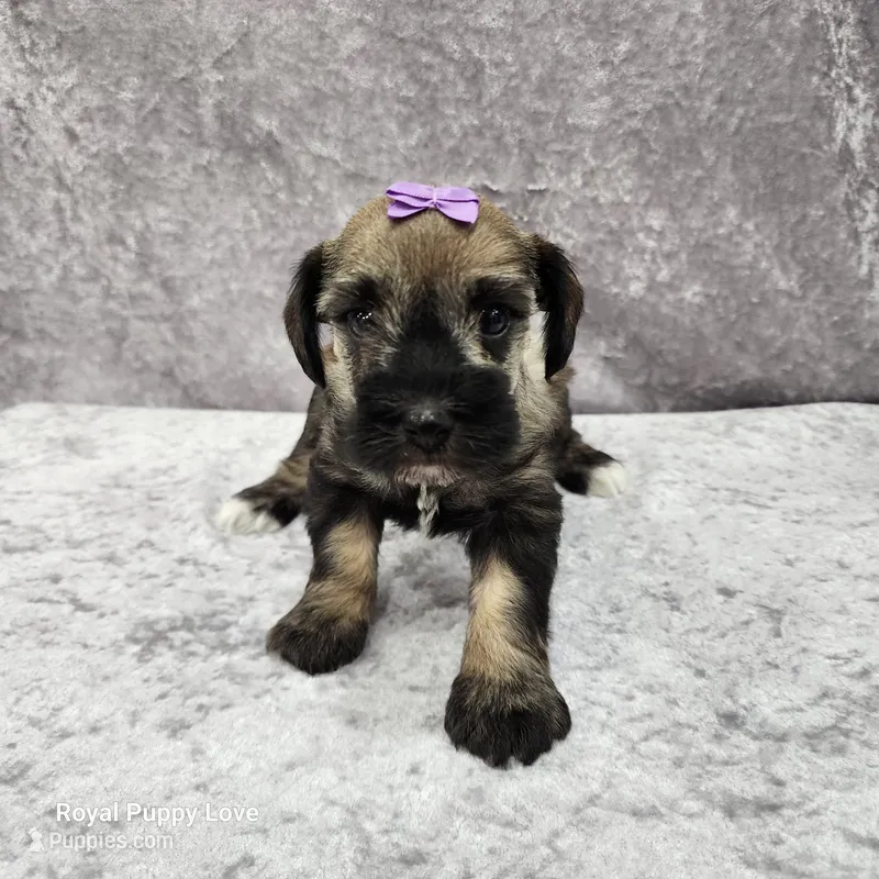 AKC Octavia – Miniature Schnauzer puppy for sale in Shawnee, OK