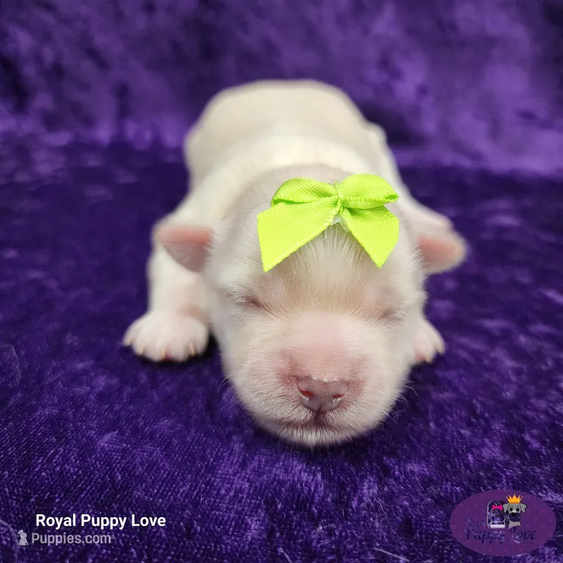 AKC Willy – Maltese puppy for sale in Shawnee, OK