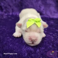 AKC Willy, a male Maltese for sale in Shawnee, OK – 1 of 6