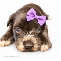 AKC Toy Blossom, a female Miniature Schnauzer for sale in Shawnee, OK – 4 of 5