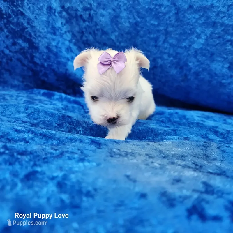 AKC Nita – Maltese puppy for sale in Shawnee, OK