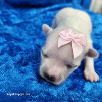 AKC Fefe, a female Maltese for sale in Shawnee, OK – 3 of 4