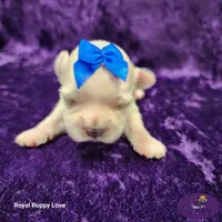 AKC Remi, a male Maltese for sale in Shawnee, OK – 5 of 5