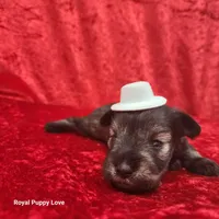 AKC Oswald, a male Miniature Schnauzer for sale in Shawnee, OK – 2 of 3