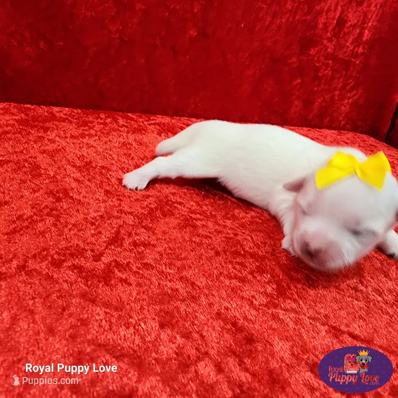 AKC Nemo – Maltese puppy for sale in Shawnee, OK