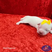 AKC Nemo, a male Maltese for sale in Shawnee, OK – 1 of 5