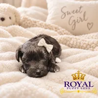 AKC Toy Cherie, a female Miniature Schnauzer for sale in Shawnee, OK – 5 of 5