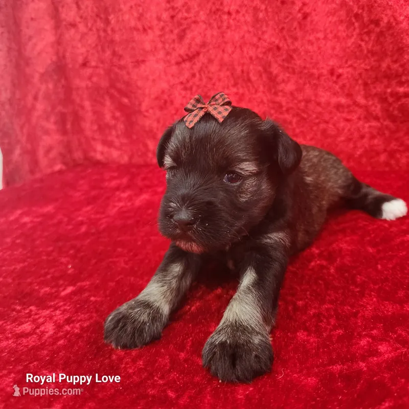 AKC Octavia – Miniature Schnauzer puppy for sale in Shawnee, OK