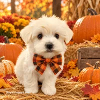 AKC Remi, a male Maltese for sale in Shawnee, OK – 4 of 5
