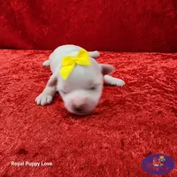 AKC Nemo, a male Maltese for sale in Shawnee, OK – 4 of 5