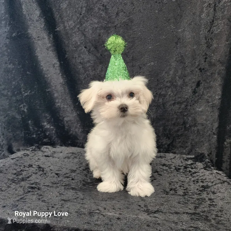 AKC Zenith – Maltese puppy for sale in Shawnee, OK