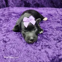 AKC Cherie, a female Miniature Schnauzer for sale in Shawnee, OK – 4 of 5