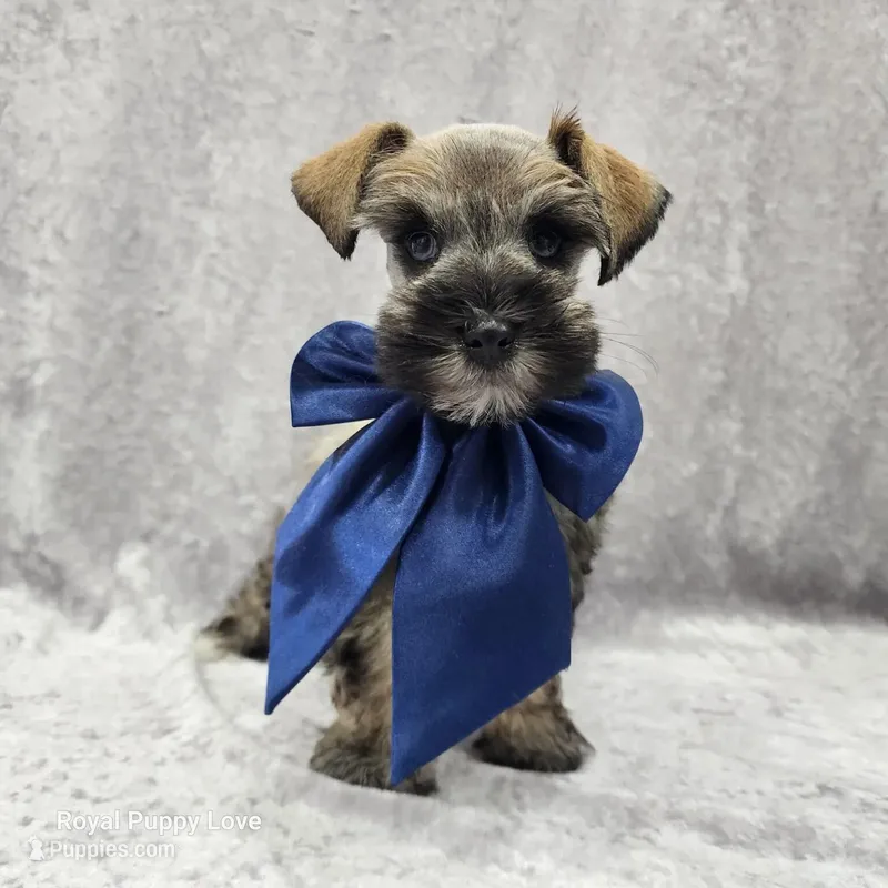 AKC Otis – Miniature Schnauzer puppy for sale in Shawnee, OK