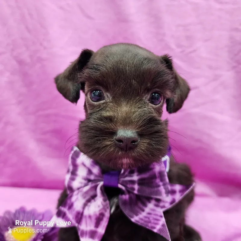 AKC Buffy – Miniature Schnauzer puppy for sale in Shawnee, OK