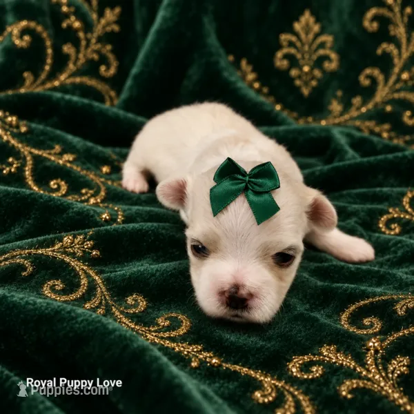 AKC Xenia – Maltese puppy for sale in Shawnee, OK