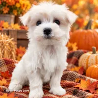 AKC Riley, a female Maltese for sale in Shawnee, OK – 4 of 5