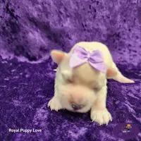 AKC Raquelle, a female Maltese for sale in Shawnee, OK – 5 of 5