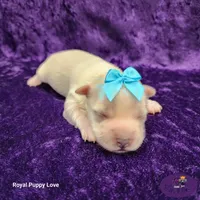 AKC Wanda, a female Maltese for sale in Shawnee, OK – 4 of 5
