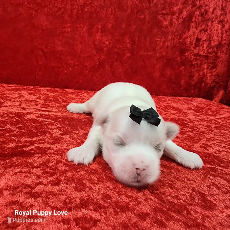 AKC Joaquin – Maltese puppy for sale in Shawnee, OK