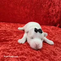 AKC Joaquin, a male Maltese for sale in Shawnee, OK – 1 of 3