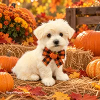 AKC Remi, a male Maltese for sale in Shawnee, OK – 5 of 5