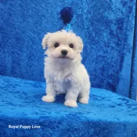 AKC Squirt, a male Maltese for sale in Shawnee, OK – 3 of 3