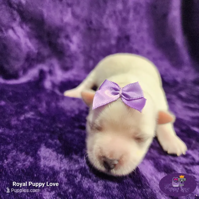 AKC Raquelle – Maltese puppy for sale in Shawnee, OK