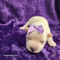 AKC Raquelle, a female Maltese for sale in Shawnee, OK – 1 of 5