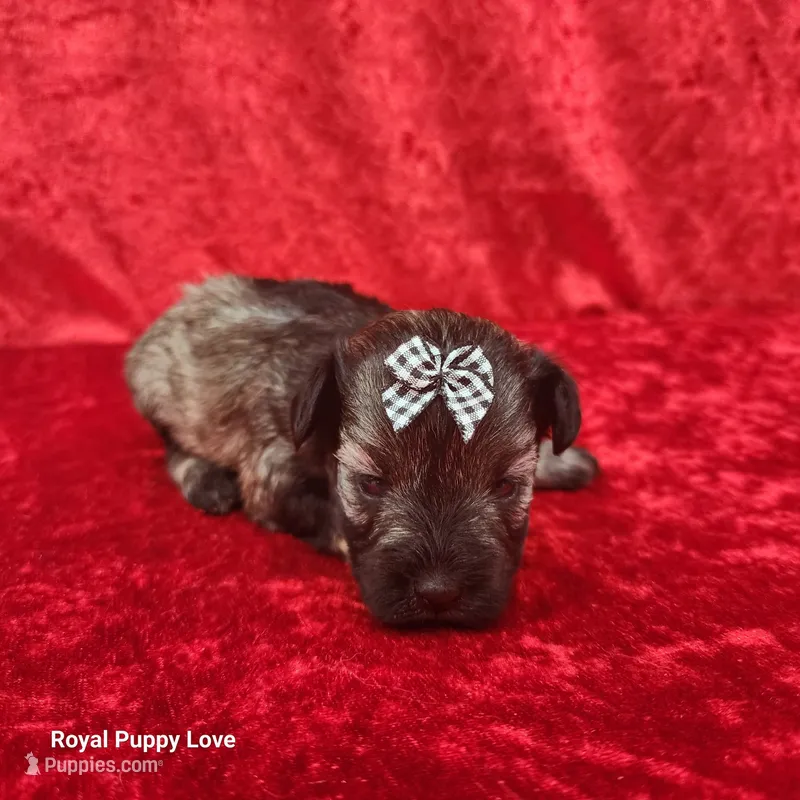 AKC Ophelia – Miniature Schnauzer puppy for sale in Shawnee, OK
