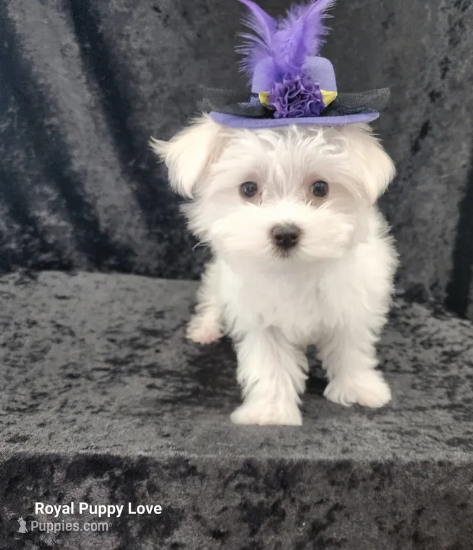 AKC Zoey – Maltese puppy for sale in Shawnee, OK