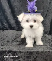 AKC Zoey, a female Maltese for sale in Shawnee, OK – 1 of 3