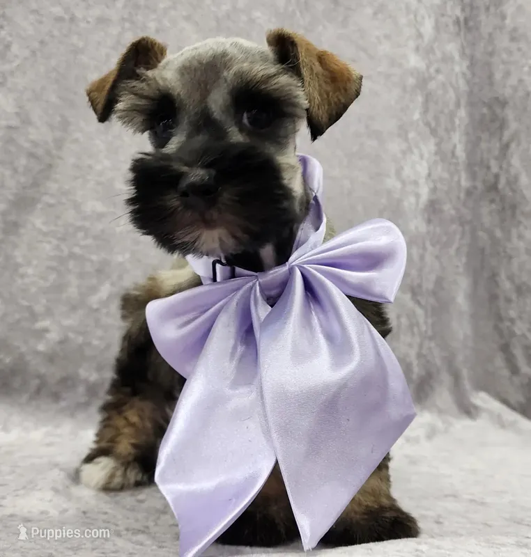 AKC Octavia – Miniature Schnauzer puppy for sale in Shawnee, OK