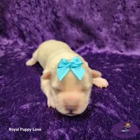 AKC Wanda, a female Maltese for sale in Shawnee, OK – 3 of 5