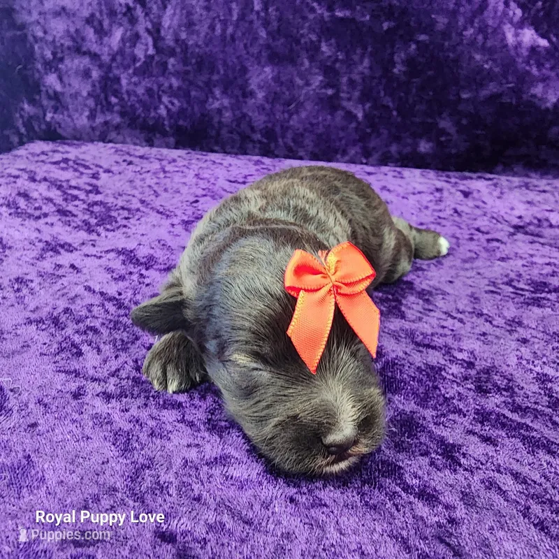AKC Ghirardelli – Miniature Schnauzer puppy for sale in Shawnee, OK