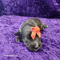 AKC Ghirardelli, a male Miniature Schnauzer for sale in Shawnee, OK – 1 of 3