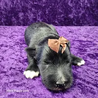 AKC Gardetto, a male Miniature Schnauzer for sale in Shawnee, OK – 2 of 3