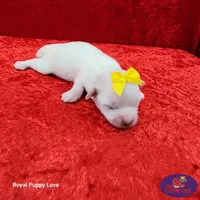 AKC Nemo, a male Maltese for sale in Shawnee, OK – 5 of 5